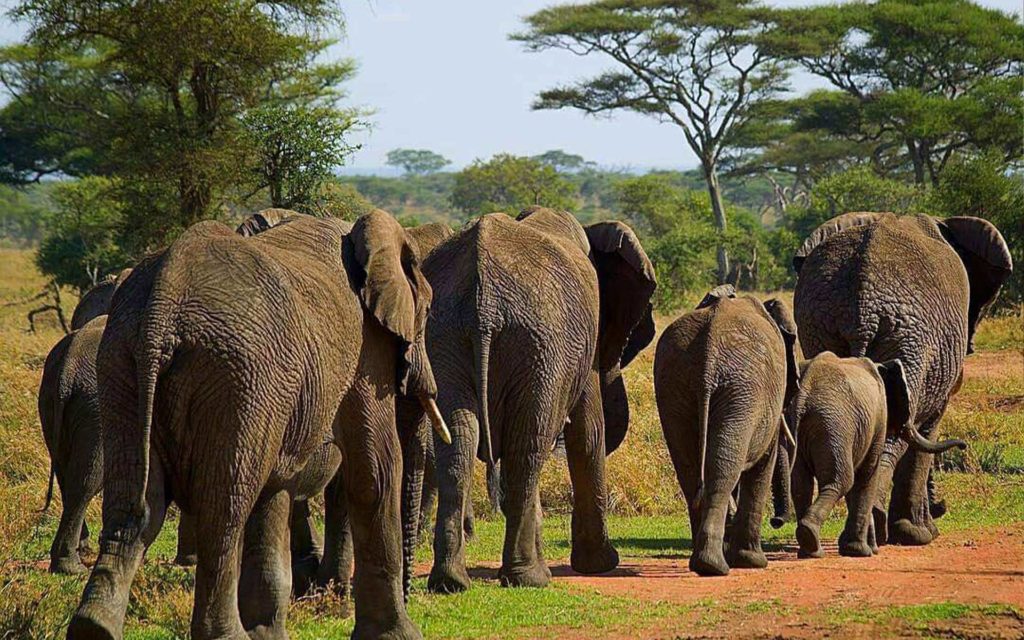 4 Days Spectacular Wildlife Safari