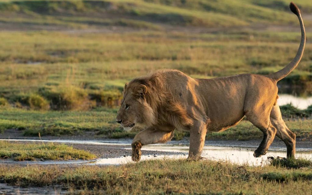 8 Days Nature Drive Safari