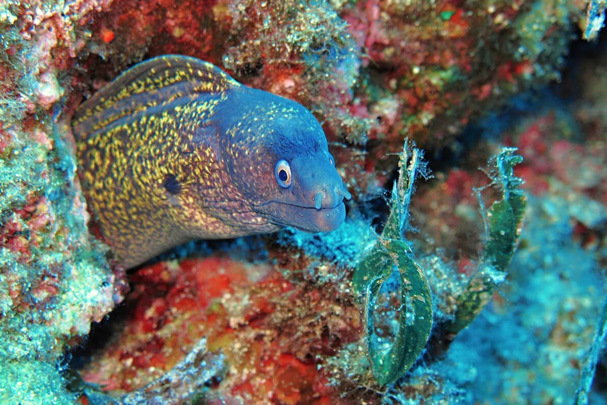 Zanzibar's Underwater Wonders: Snorkeling and Diving in the Indian Ocean