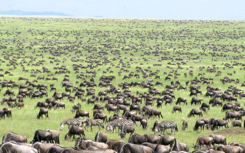 Embark on a Wildebeest Migration Safari