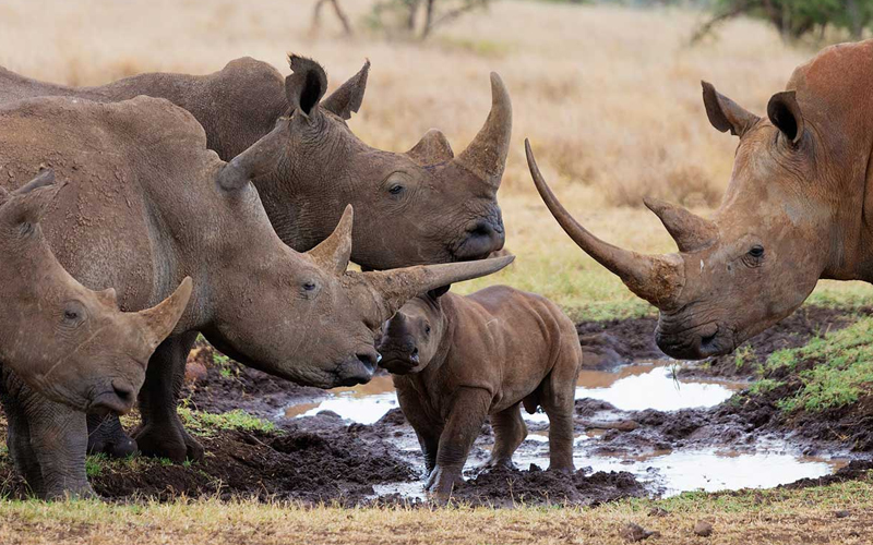 Embark on a Wildebeest Migration Safari