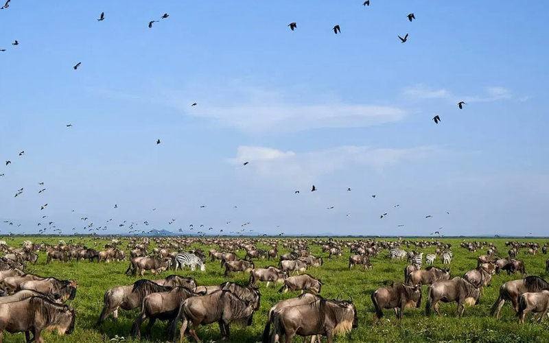 Embark on a Wildebeest Migration Safari
