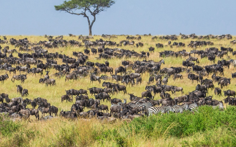 Embark on a Wildebeest Migration Safari