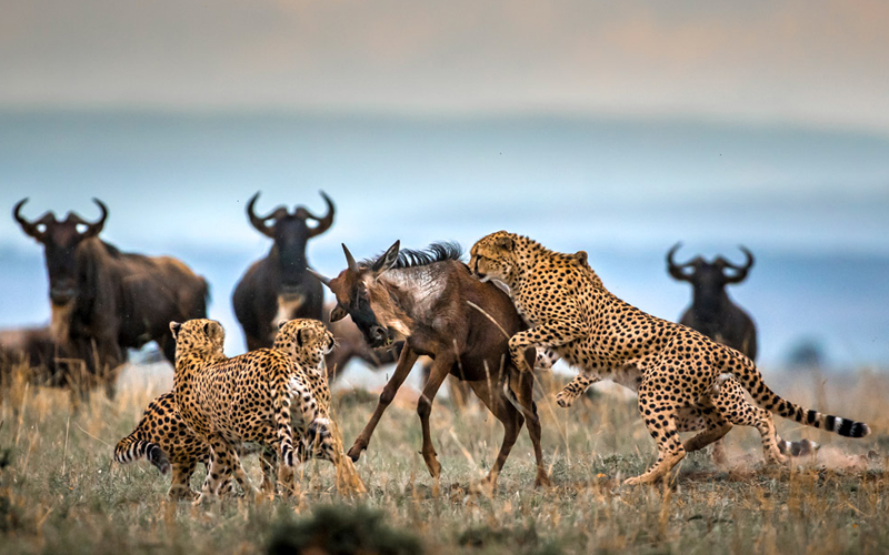 Herbivores of the Wildebeest Migration
