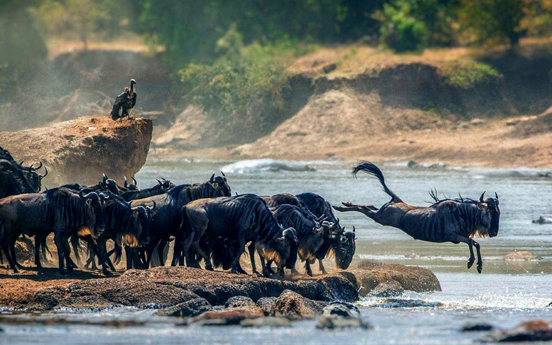 Herbivores of the Wildebeest Migration
