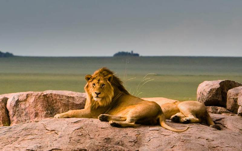 Meet the King of the Jungle: Lions In Serengeti