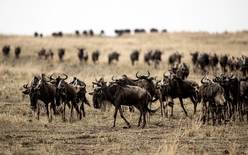 Soar Above the Wildebeest Migration