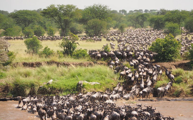 Soar Above the Wildebeest Migration
