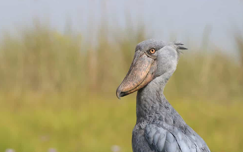 A Complete Guide to Choosing the Best Time for Safari in Tanzania