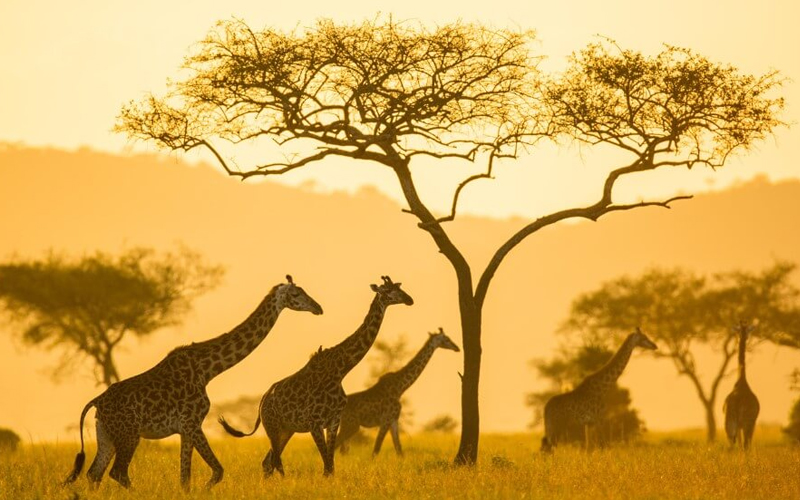 A Complete Guide to Choosing the Best Time for Safari in Tanzania