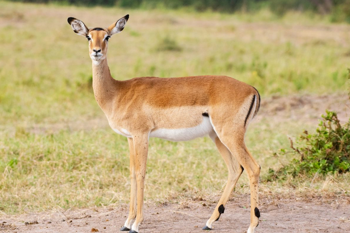 Unique Wildlife You Can See in Tanzania