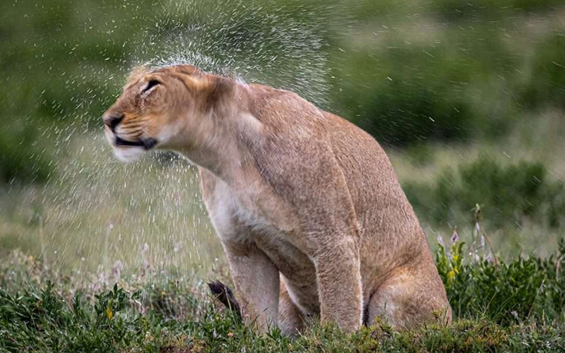 Your Ultimate Guide to Tanzania Safari Season