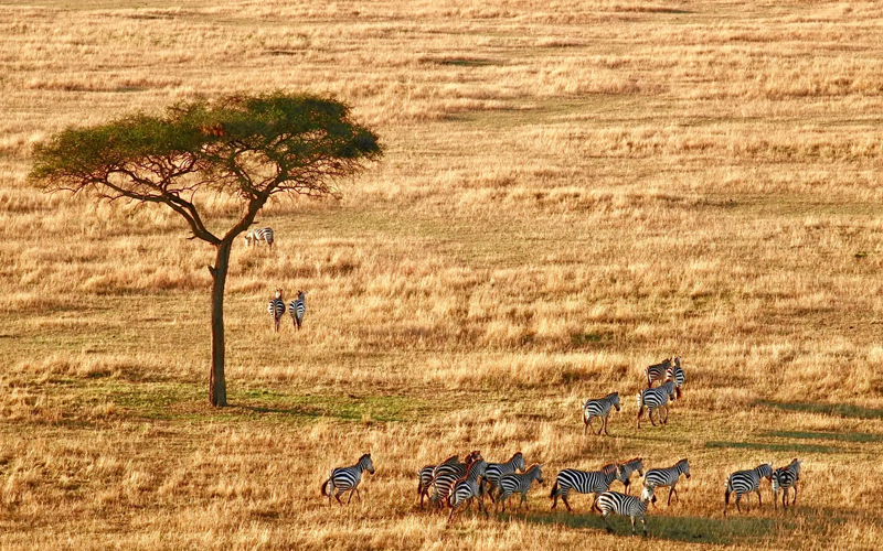 Your Ultimate Guide to Tanzania Safari Season
