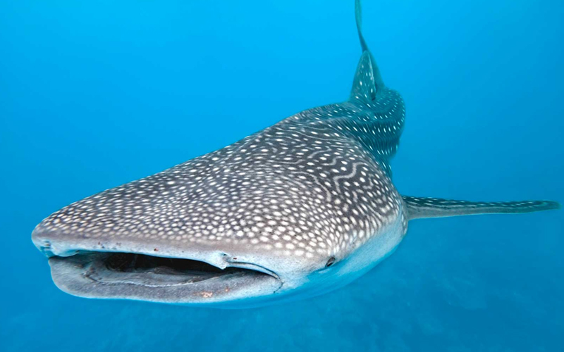 How Zanzibar’s Beaches Compare to Other Tropical Destinations