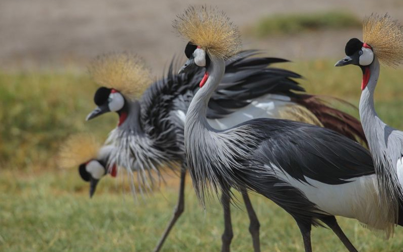 Tanzania Wildlife Beyond the Big Five