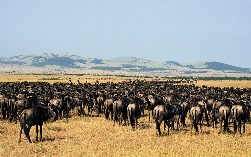 The Best Time to Visit Tanzania's Northern Circuit in 2024