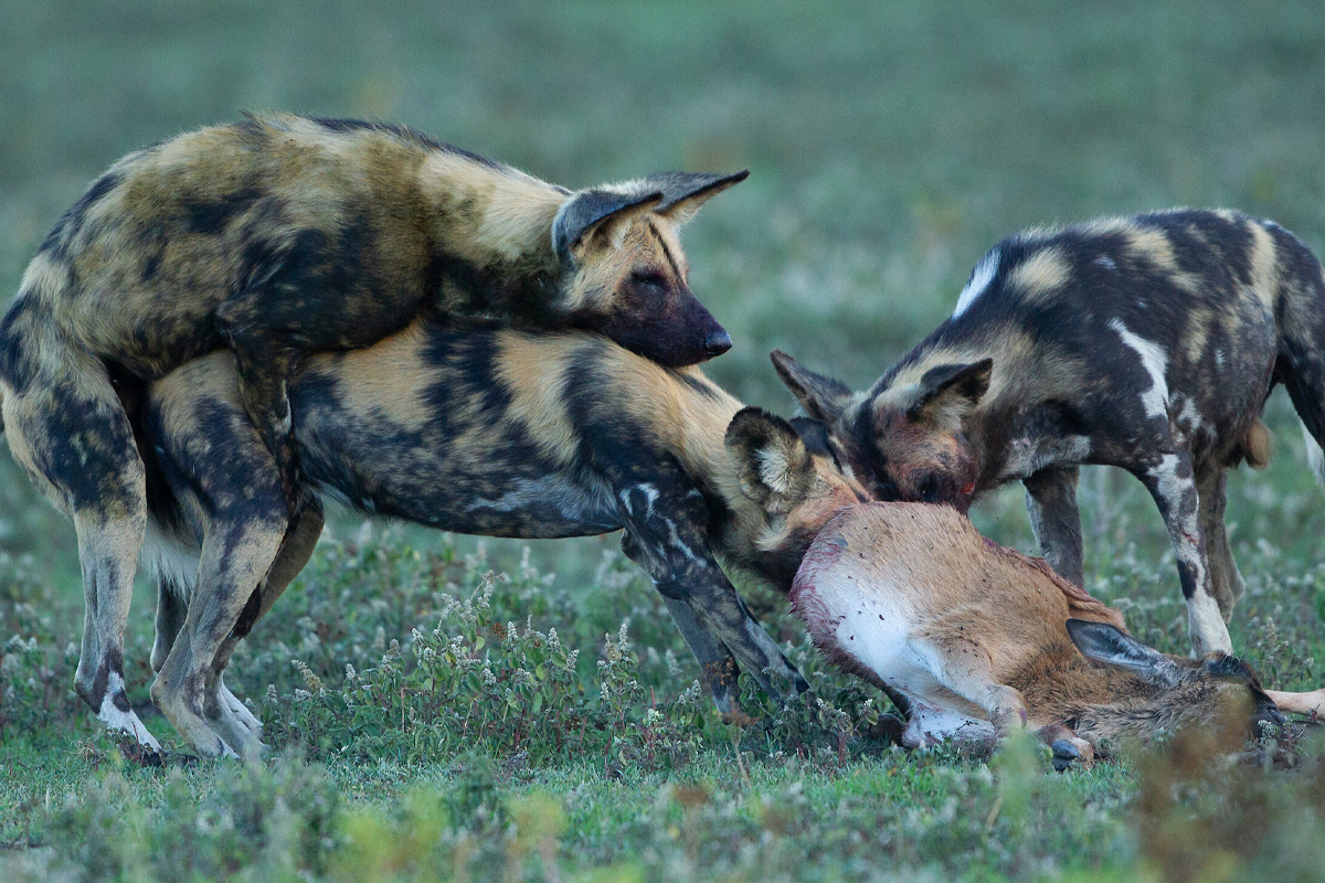 Tanzania’s Role in Africa’s 2025 Conservation Summit: A Tourism Perspective