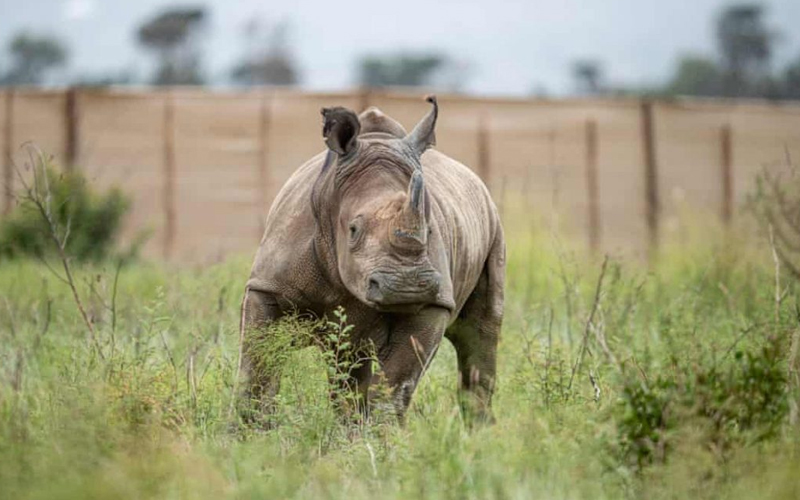 Tanzania’s Role in Africa’s 2025 Conservation Summit: A Tourism Perspective