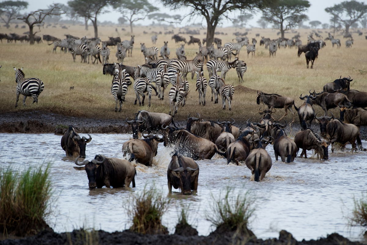 Eco-Friendly Safaris: Tanzania's Commitment to Sustainable Tourism in 2025