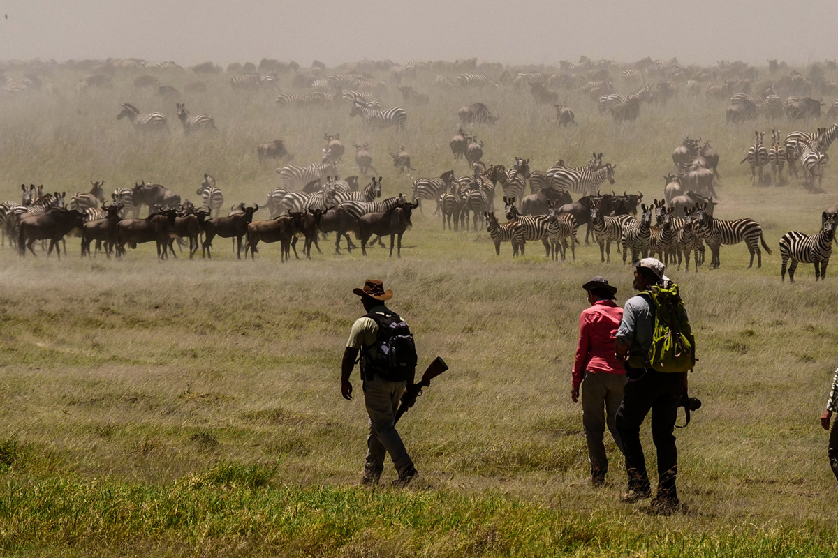 New Easy Walking Safari in Serengeti – See Animals Up Close