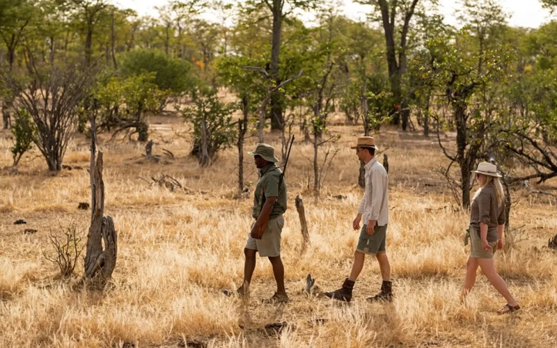 New Easy Walking Safari in Serengeti – See Animals Up Close