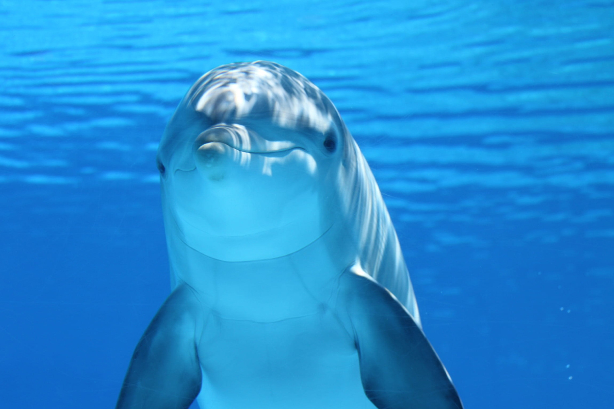 Swim with Dolphins in Zanzibar: Ethical Tours for 2025