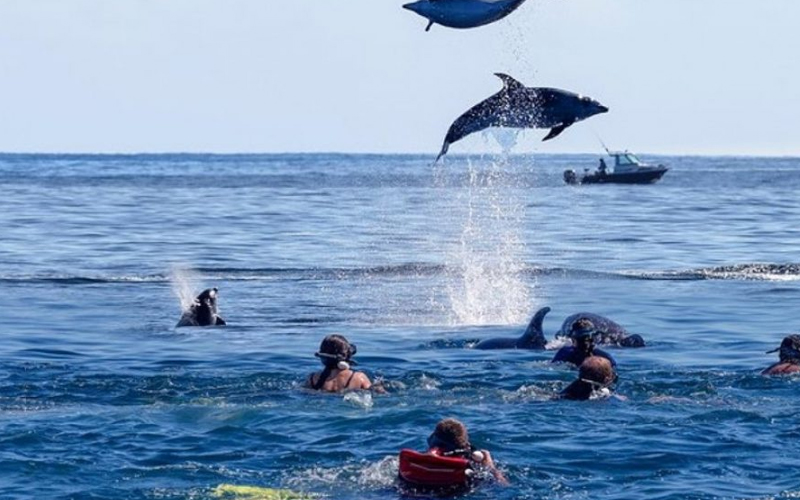 Swim with Dolphins in Zanzibar: Ethical Tours for 2025