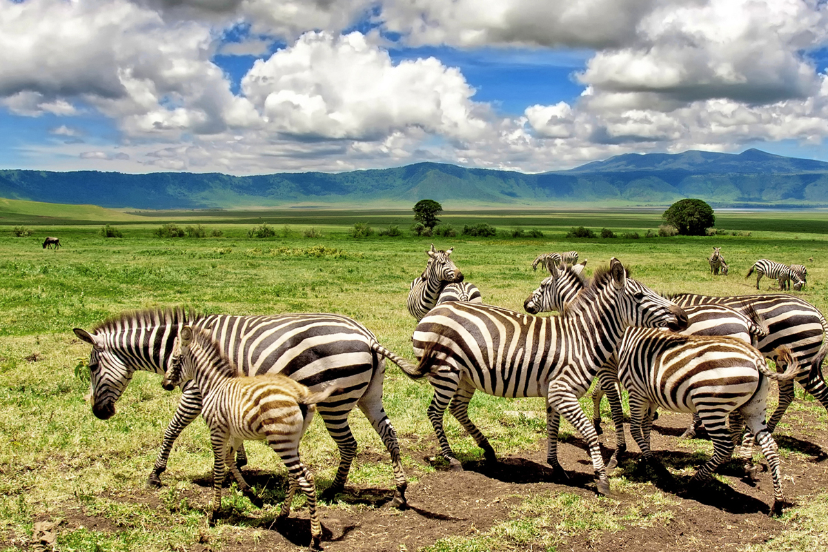 Tanzania Surpasses Tourism Targets: What This Means for Your 2025 Safari