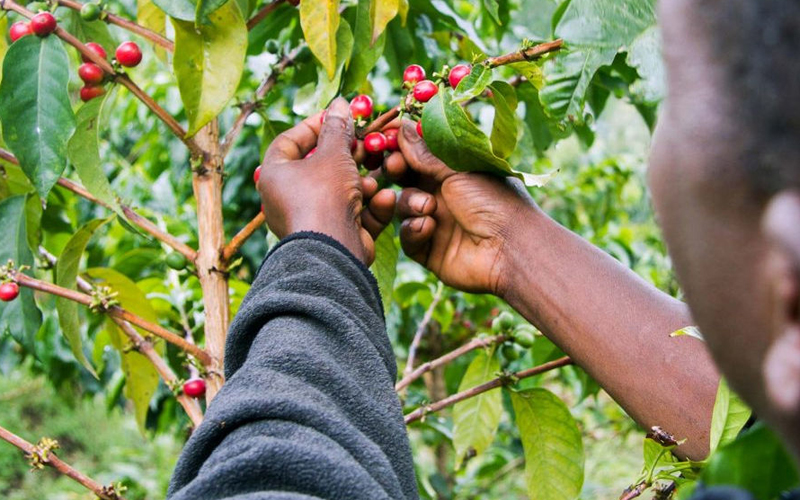 Tanzania’s Coffee Tours: Where Culture Meets Adventurevvvvvv