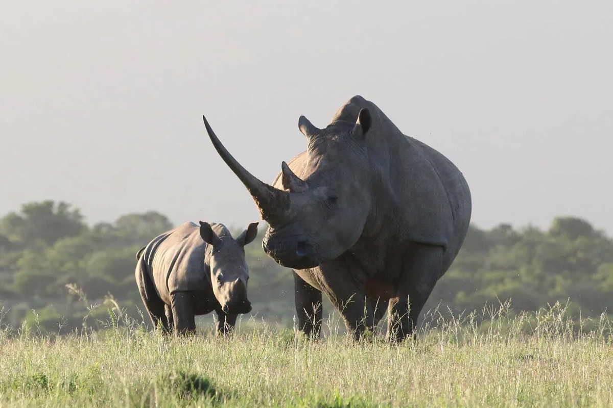 White Rhinos Are Back in Tanzania – What This Means for Safaris