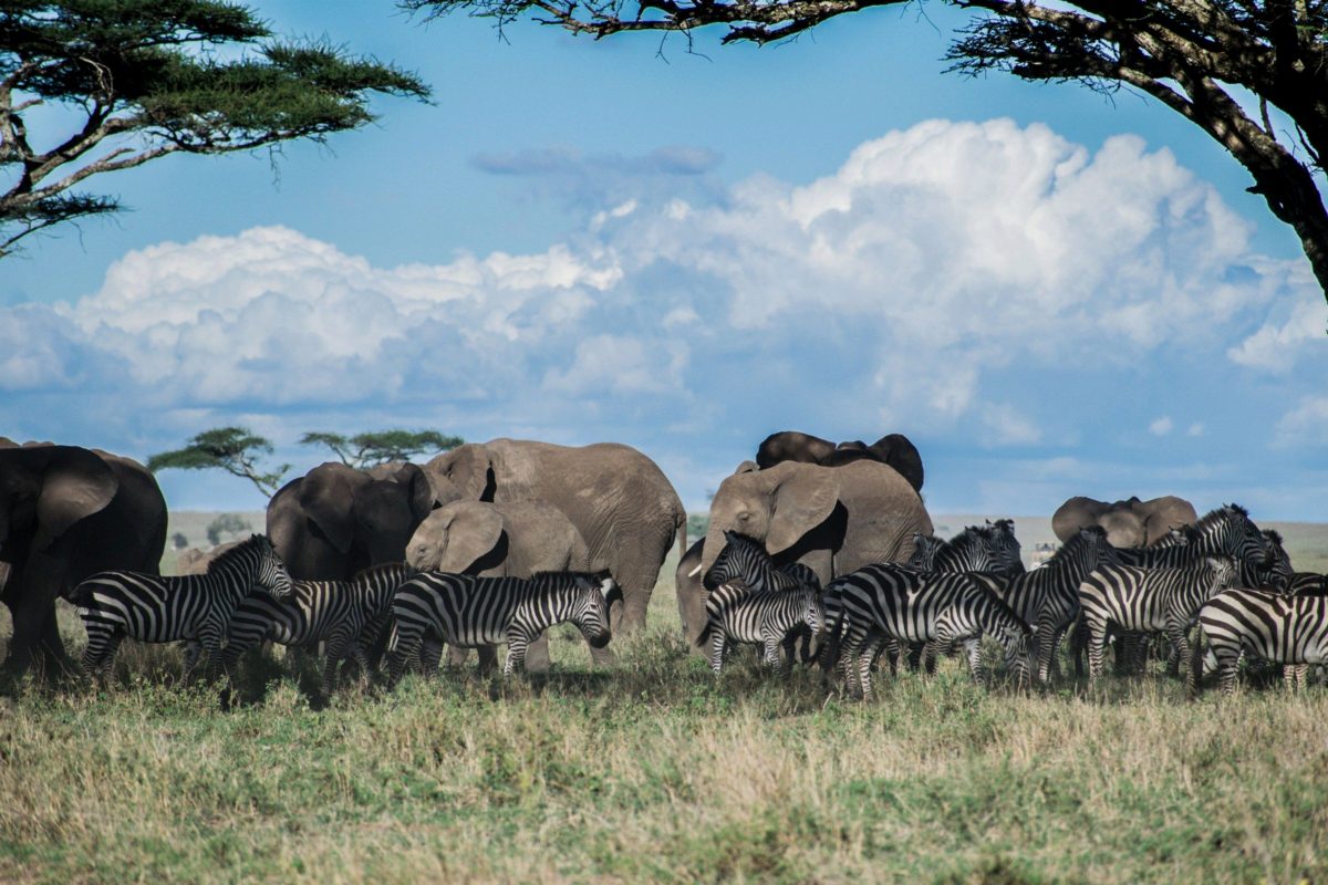 Elephants and zebras side by side on a plain below a tall acacia.