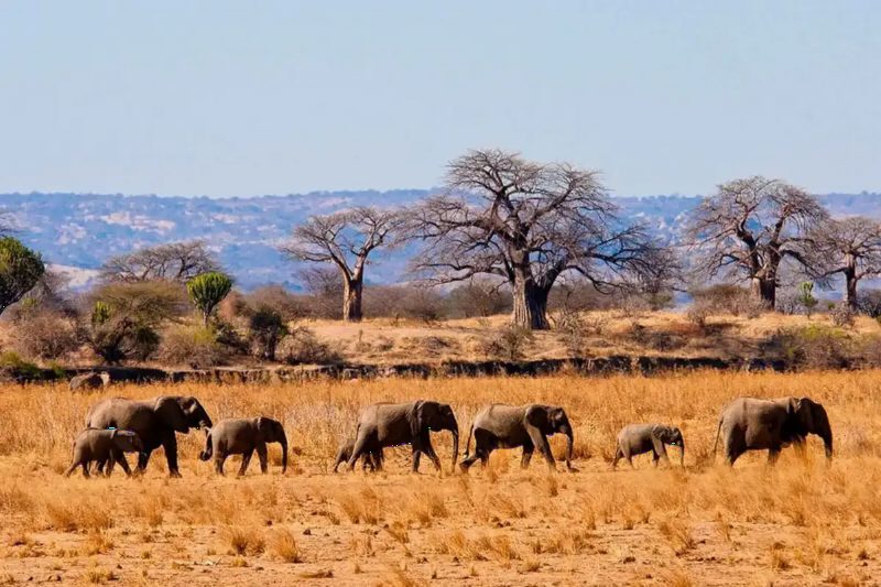 A line of elephants walking across dry grassland past a stand of baobab trees.