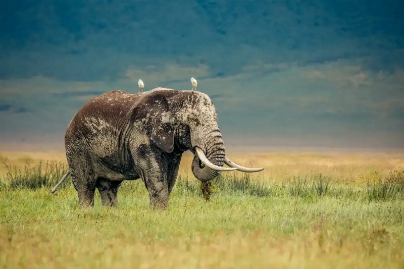 A big elephant walking through green grass with white egrets perched on its back.