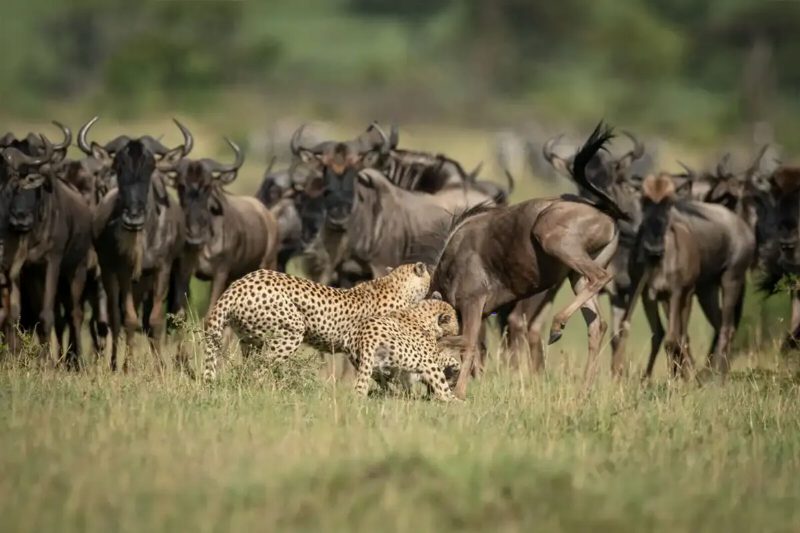 A cheetah crouching low in the grass in front of a group of wildebeest.