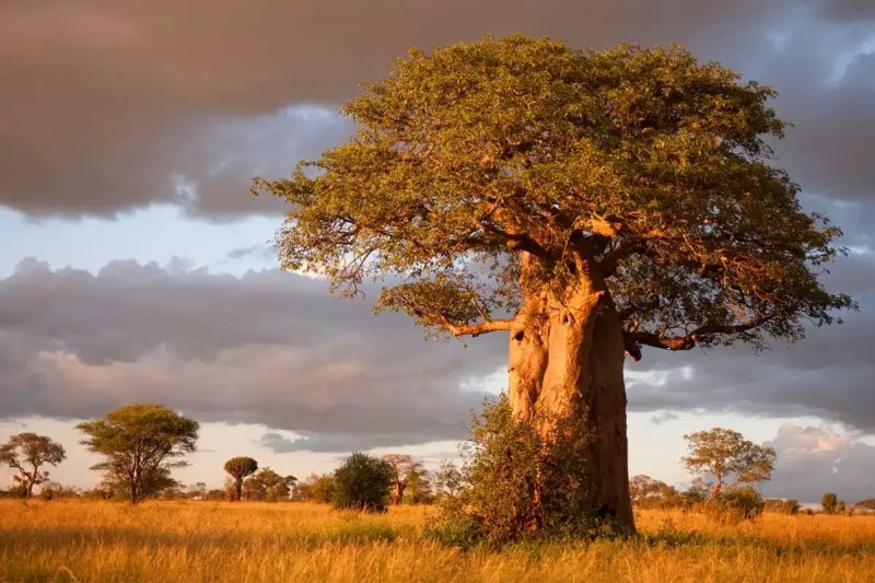 A huge baobab tree glowing in low sunlight on the open plain.