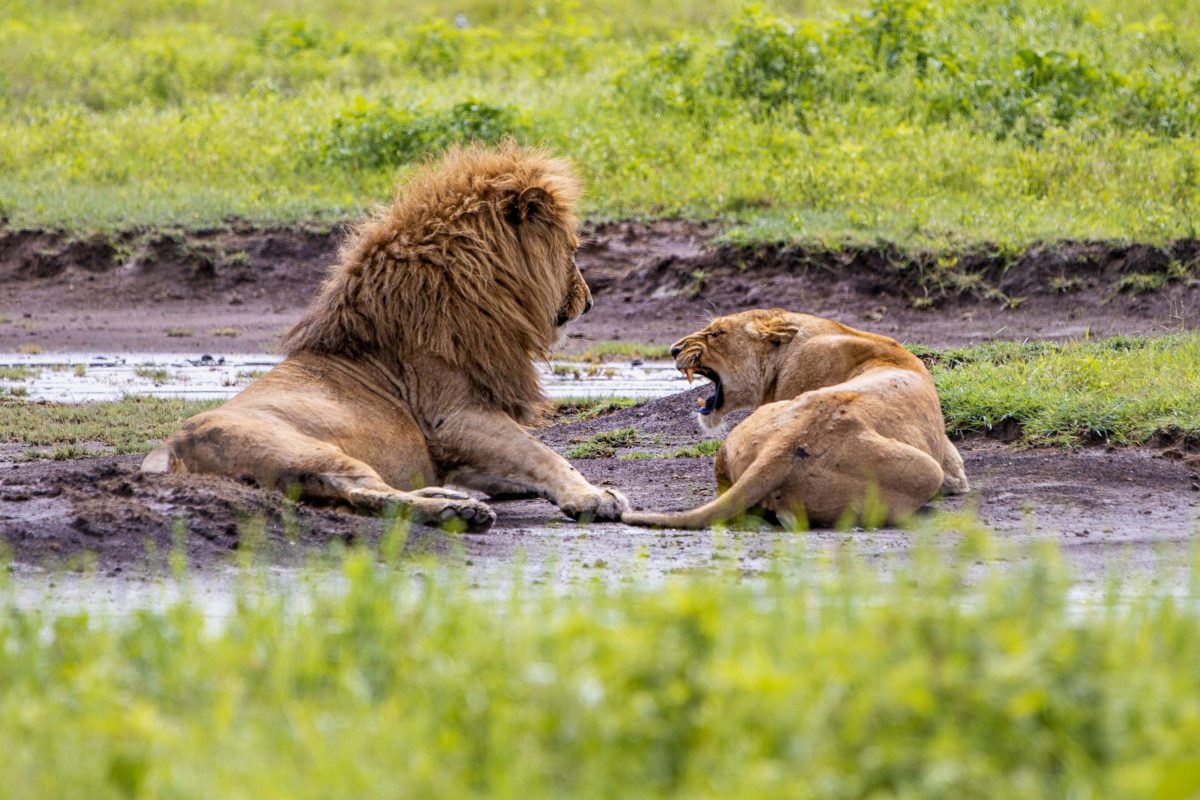Two lions lying in a shallow pool on a wet plain.
