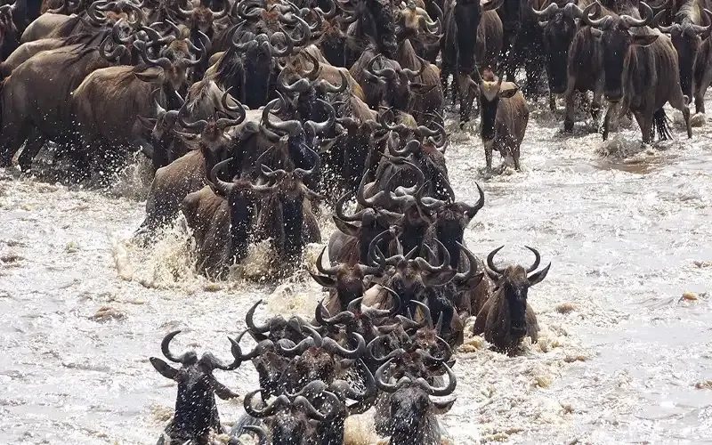 Wildebeest pushing through white water in a river crossing.