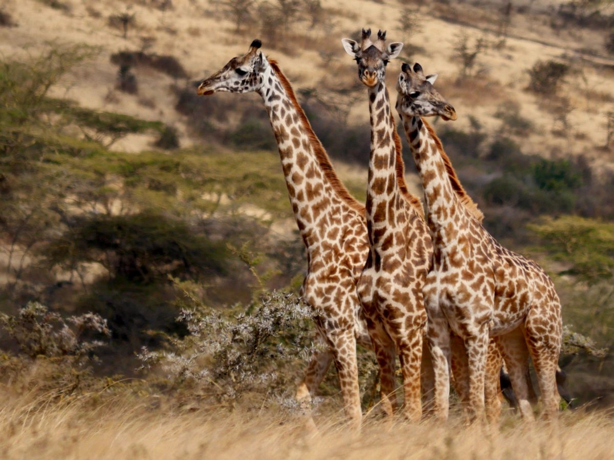 Three giraffes standing together in dry bush.