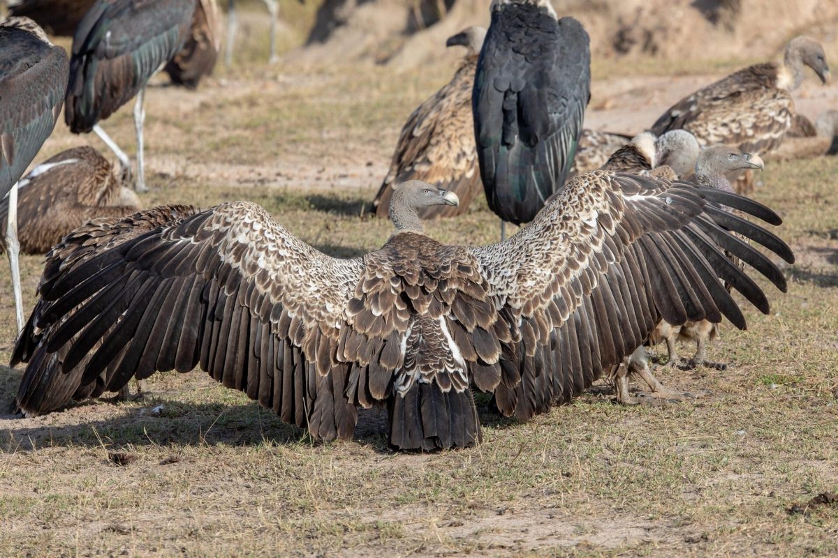 A vulture with its wings spread wide among others on the ground.