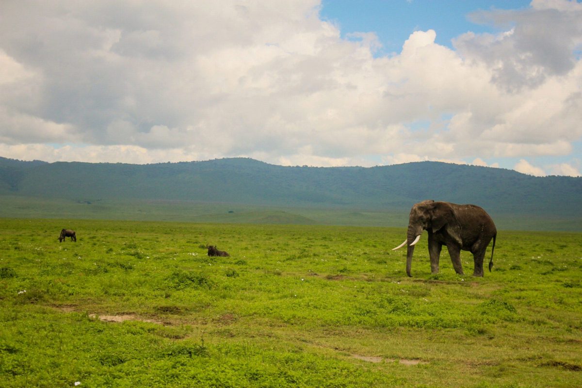 A lone elephant on bright green grass below a long, forested ridge.