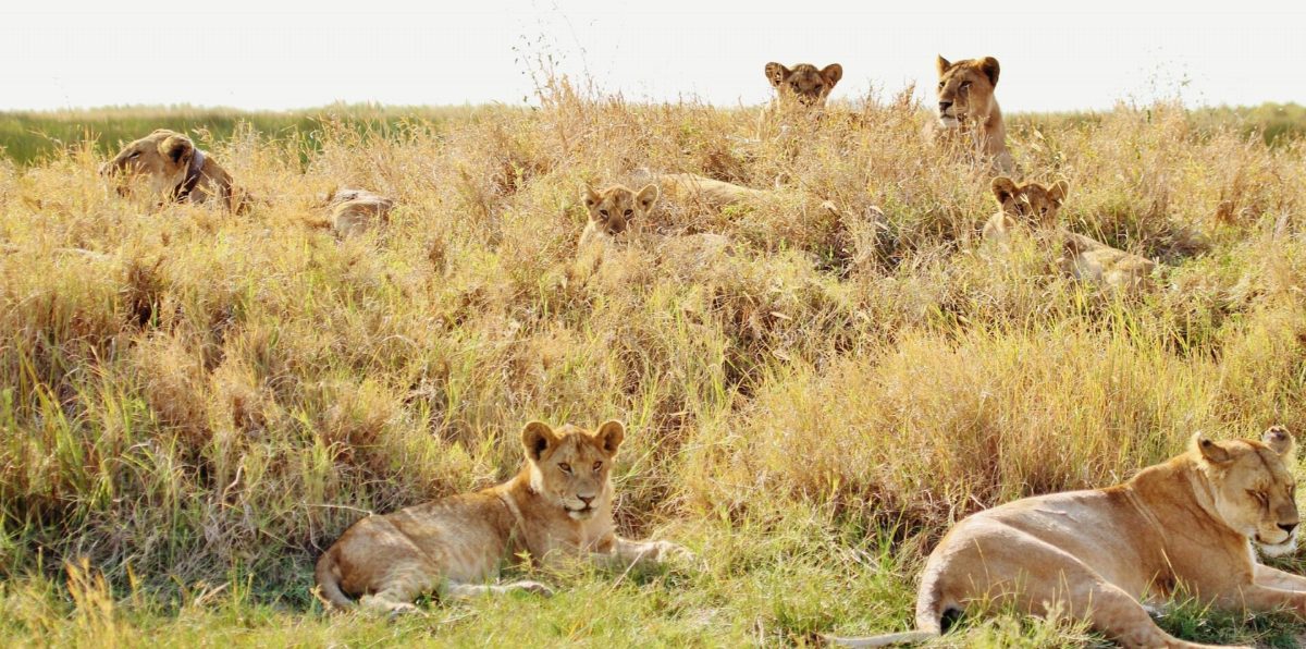 A pride of lions lying in dry grass.