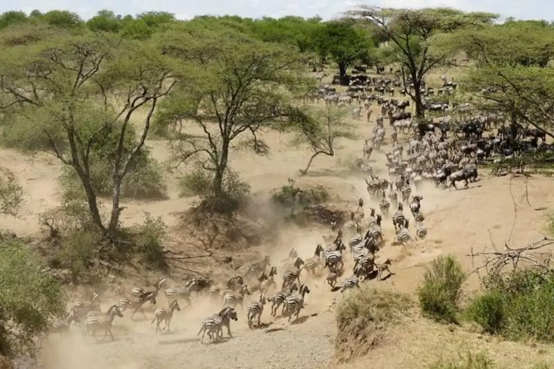 Herds streaming between acacia trees on sandy ground, dust rising behind them.