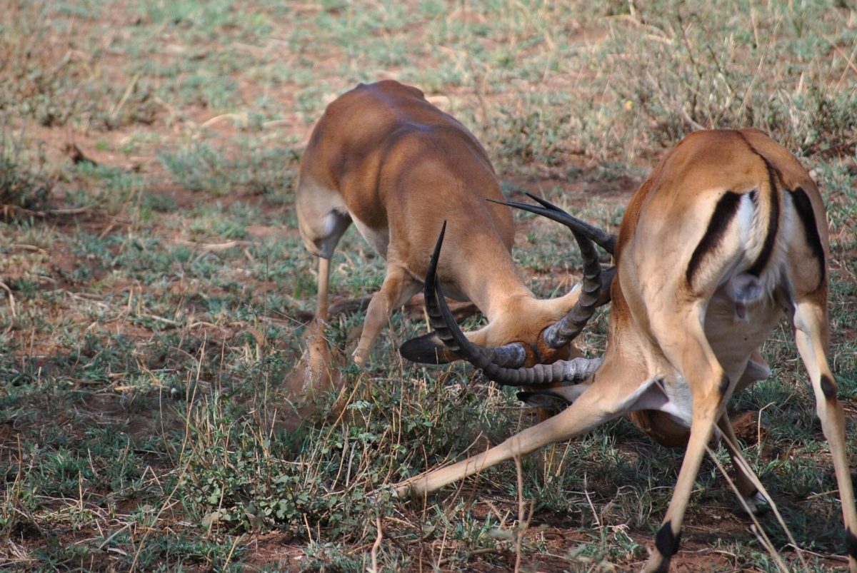 Two impala rams with locked horns, fighting.