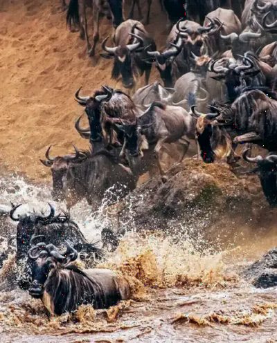 Wildebeest scrambling up a steep river bank in spray, one animal still swimming in the churned brown water below.