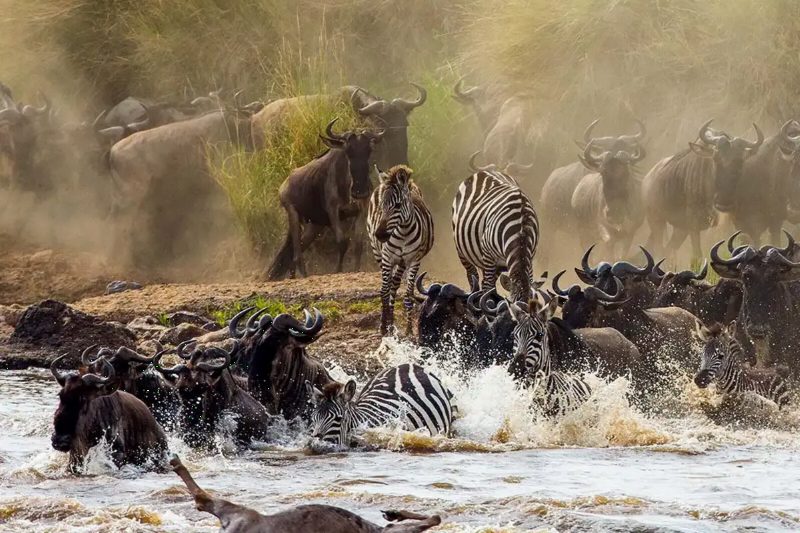 Zebra and wildebeest splashing through a river crossing, water flying around their legs.