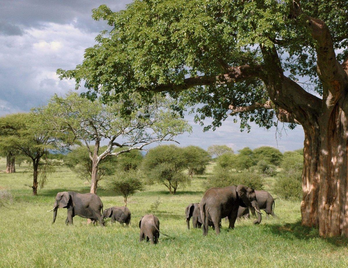 Elephants feeding in the shade of a large tree on a green plain.