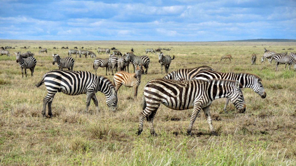 A herd of zebras grazing on a grassy plain.