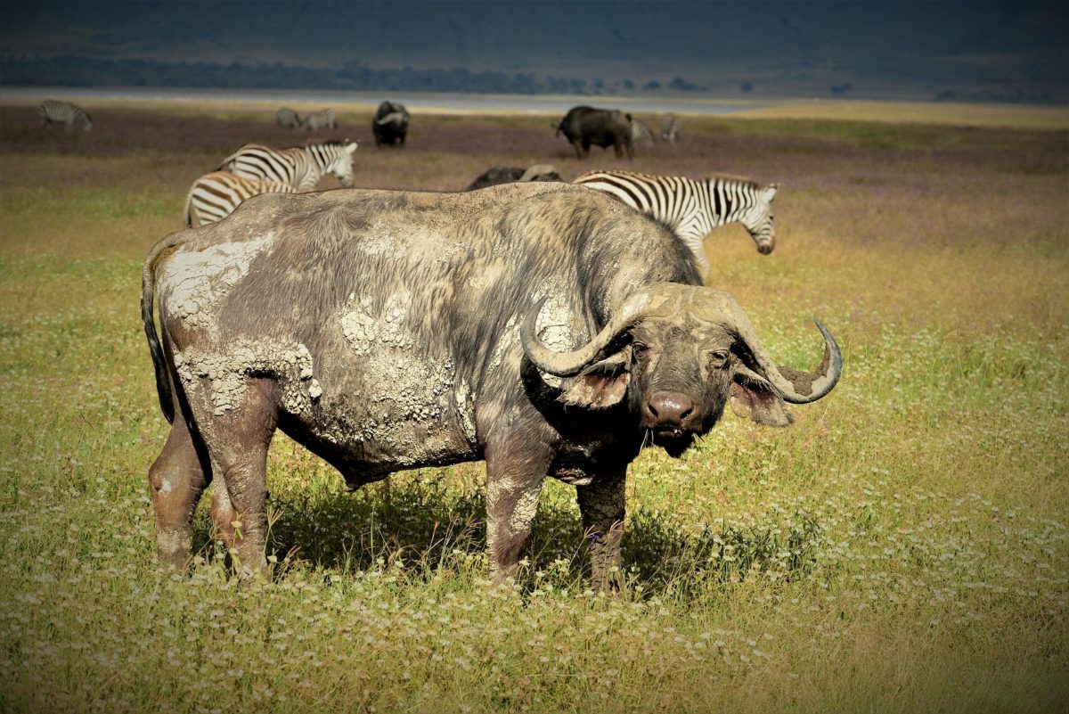 A buffalo with muddy flanks, zebras grazing behind it.