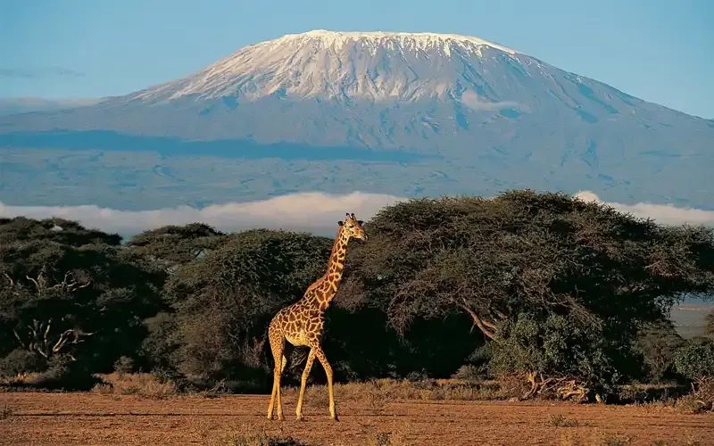 A giraffe on the plains with Kilimanjaro's snow-capped summit rising above the cloud behind it.