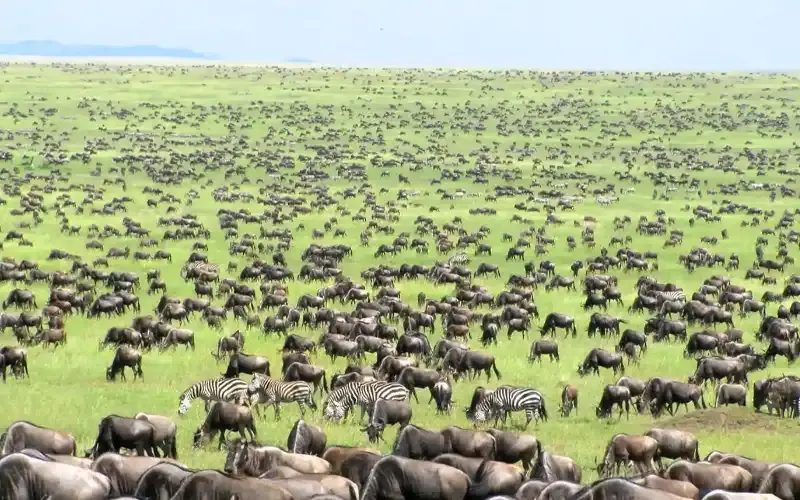 Wildebeest and zebra spread across a green plain as far as the eye can see.